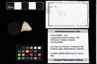 Foto (Objekt + Etikett) von Longodromites excisus (von Meyer, 1857)  (NHMW-GEO-2014-0194-0008)
